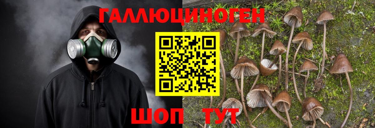 Псилоцибиновые грибы ЛСД  Псилоцибиновые грибы Psilocybine cubensis  купить закладку  Вход с VPN  Кудрово 